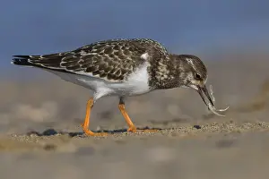 Juvenile Bird Species Drucke: Ruddy Turnstone