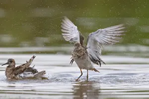 European Shorebirds Drucke: Ruff bathing