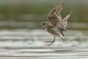 Bilder Datiert 9. Mai 2015: Ruff in Flug.