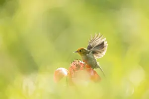 Southeast Asia Animal Images Drucke: Rufous-capped Babbler, Cyanoderma ruficeps davidi