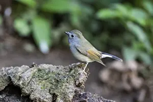 China Wildlife Photography Drucke: Rufous-gorgeted Flycatcher or Rusty-gorgeted Flycatcher, Ficedula strophiata