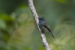 Bird Photography Asia Drucke: Rufous-gorgeted Flycatcher or Rusty-gorgeted Flycatcher, Ficedula strophiata