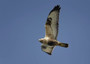 Raptor In Flight Drucke: Ruigpootbuizerd, Rough-legged Buzzard, Buteo lagopus