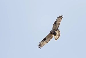 Bilder Datiert 12. Dezember 2004: Ruigpootbuizerd, Rough-legged Buzzard, Buteo lagopus