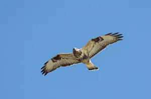 Bilder Datiert 10. Oktober 2012: Ruigpootbuizerd, Rough-legged Buzzard, Buteo lagopus
