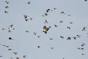 Juvenile Bird Species Drucke: Ruigpootbuizerd, Rough-legged Buzzard, Buteo lagopus