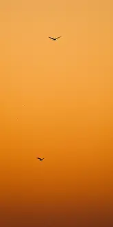 Gerahmter Druck : Ruigpootbuizerd, Rough-legged Buzzard, Buteo lagopus Gerahmter Druck : Ruigpootbuizerd, Rough-legged Buzzard, Buteo lagopus