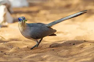 Madagascar Nature Photography Drucke: Running Coua, Coua cursor
