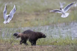 Finland Wildlife Images Drucke: A running wolverine, Gulo gulo