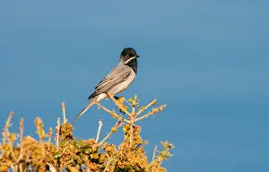 Bilder Datiert 3. Mai 2005: Ruppells Grasmus, Ruppell's Warbler, Sylvia ruppeli