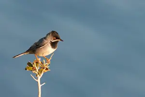 Ruppells Grasmus, Ruppell's Warbler, Sylvia ruppeli