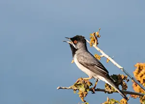 Bilder Datiert 3. Mai 2005: Ruppells Grasmus, Ruppell's Warbler, Sylvia ruppeli