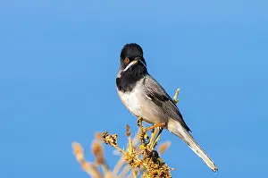 Bilder Datiert 3. Mai 2005: Ruppells Grasmus, Ruppell's Warbler, Sylvia ruppeli