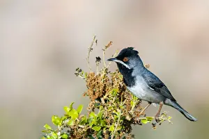 Bilder Datiert 3. Mai 2005: Ruppells Grasmus, Ruppell's Warbler, Sylvia ruppeli