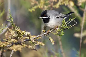Desert Bird Species Drucke: Rüppells Grasmus, Rüppells Warbler, Sylvia rueppelli