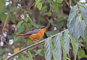 Tanzania Wildlife Safari Drucke: Rüppell's Robin-Chat, Cossypha semirufa