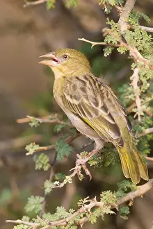 Passeriformes Species Drucke: Ruppell's Weaver