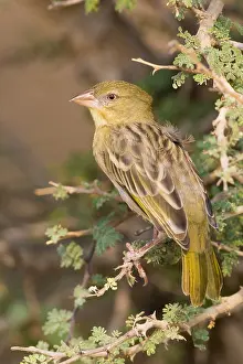 Passeriformes Birds Drucke: Ruppell's Weaver