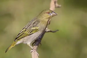Passeriformes Species Drucke: Ruppell's Weaver
