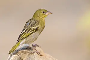Passeriformes Bird Species Drucke: Ruppell's Weaver