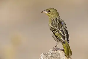 Passeriformes Bird Species Drucke: Ruppell's Weaver