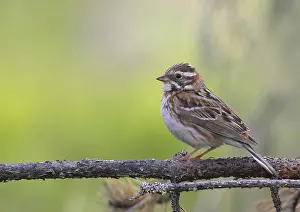 Finland Birds Drucke: Rustic Bunting, Emberiza rustica