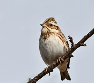 Japanese Wildlife Photography Drucke: Rustic Bunting, Emberiza rustica