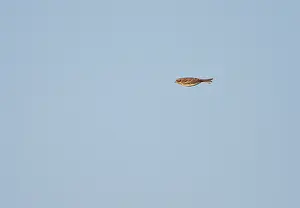 In Flight Bird Photography Tips Drucke: Rustic Bunting, Emberiza rustica