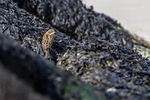 European Bird Life Drucke: Rustic Bunting, Emberiza rustica