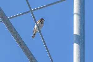 Bilder Datiert 20. September 2008: Rustik-Brachvogel, Emberiza rustica