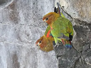Braungesichts-Papagei (Hapalopsittaca amazonina)