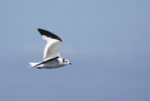 Blue Sky Nature Scenes Drucke: Sabine's Gull, Xema sabini