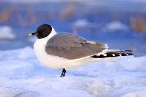 Alaskan Wildlife Photography Drucke: Sabine's Gull Xema sabini