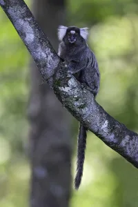 November Drucke: Sagui Zwergaffe