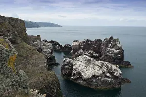 Europe Sea Views Drucke: Saint Abbs Head