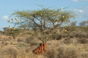 African Desert Landscape Photo Drucke: Samburu NP