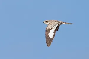 Peruvian Wildlife Photos Drucke: Sand-colored Nighthawk