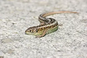 Pyrenees Wildlife Photography Drucke: Sand lizard, Lacerta agilis