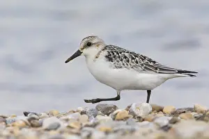 Calidris Alba Species Drucke: Sanderling