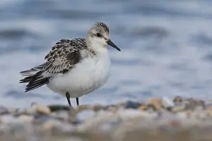 Charadriiformes Birds Europe Drucke: Sanderling