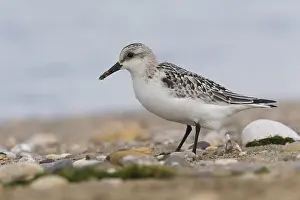 Charadriiformes Order Birds Drucke: Sanderling