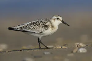 European Shorebirds Drucke: Sanderling