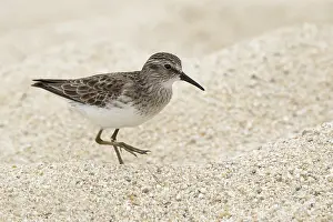 Wildlife Photography North America Drucke: Least Sandpiper