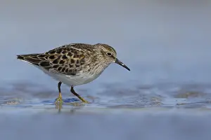 Least Sandpiper