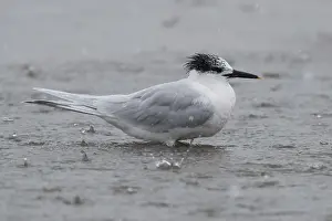 Sandwich Tern Drucke: Sandwich Tern