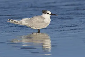 Water Birds Europe Drucke: Sandwich Tern