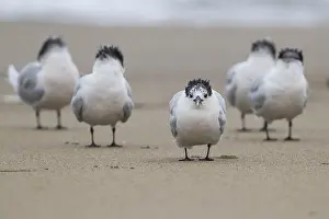 Bird Species In Europe Drucke: Sandwich Tern
