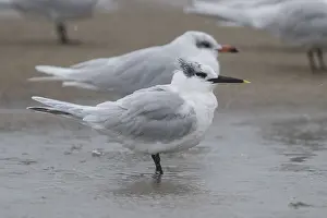 Winter Plumage Birds Drucke: Sandwich Tern