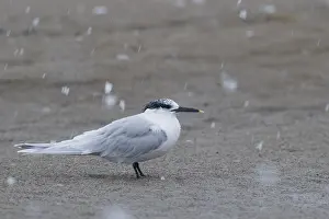 Sandwich Tern Drucke: Sandwich Tern