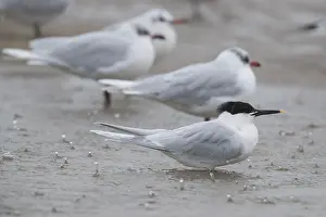 Winter Plumage Birds Drucke: Sandwich Tern
